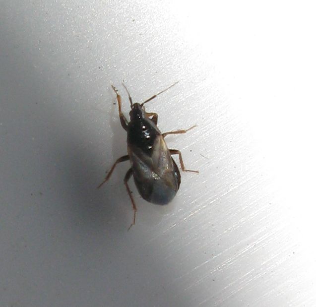 Anthocoridae: Xylocoris cf obliquus dell''Emilia (BO)