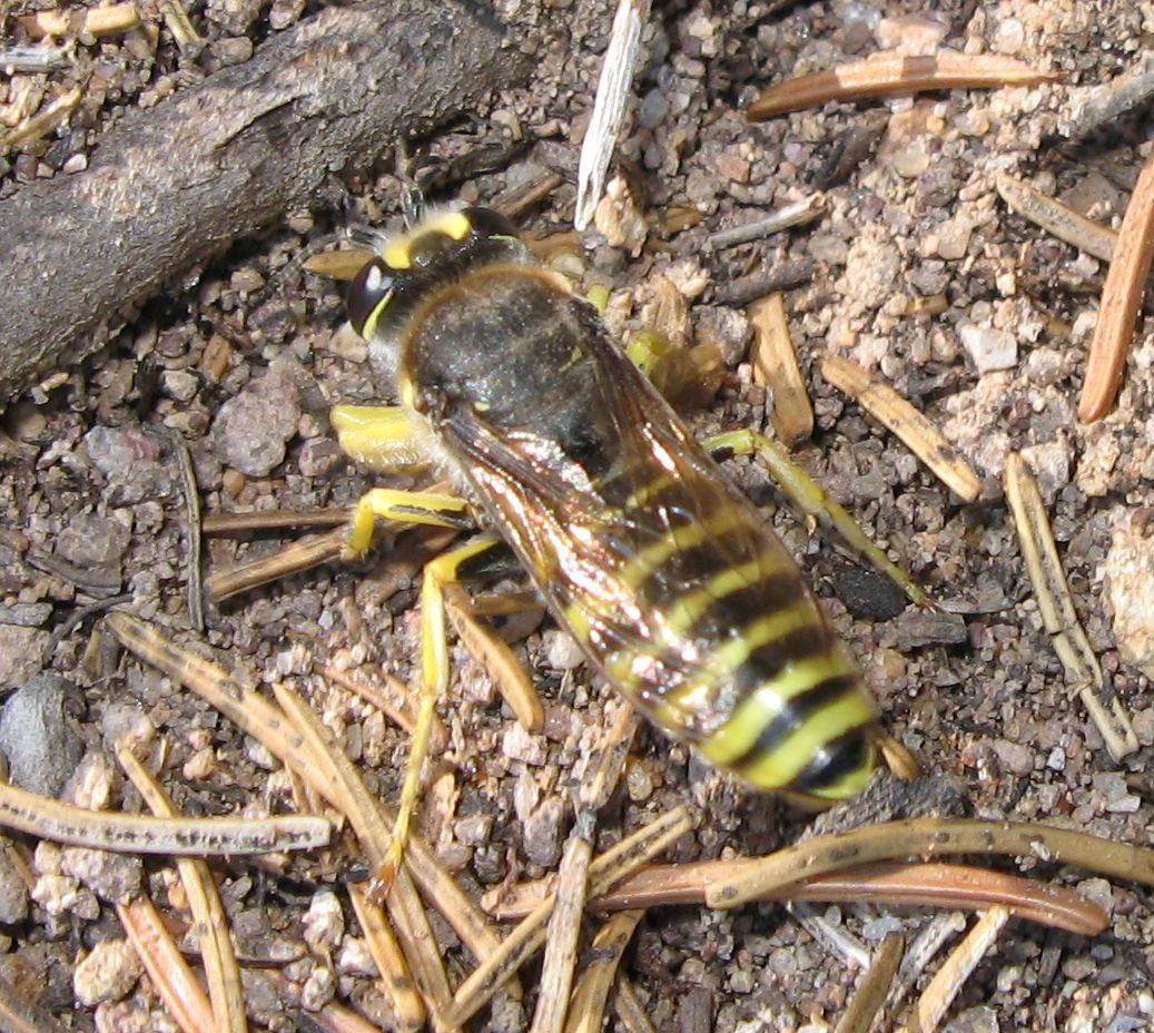 Bembix tarsata