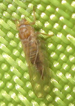 Psyllidae sp.