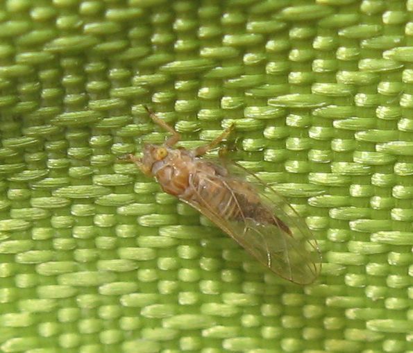 Psyllidae sp.