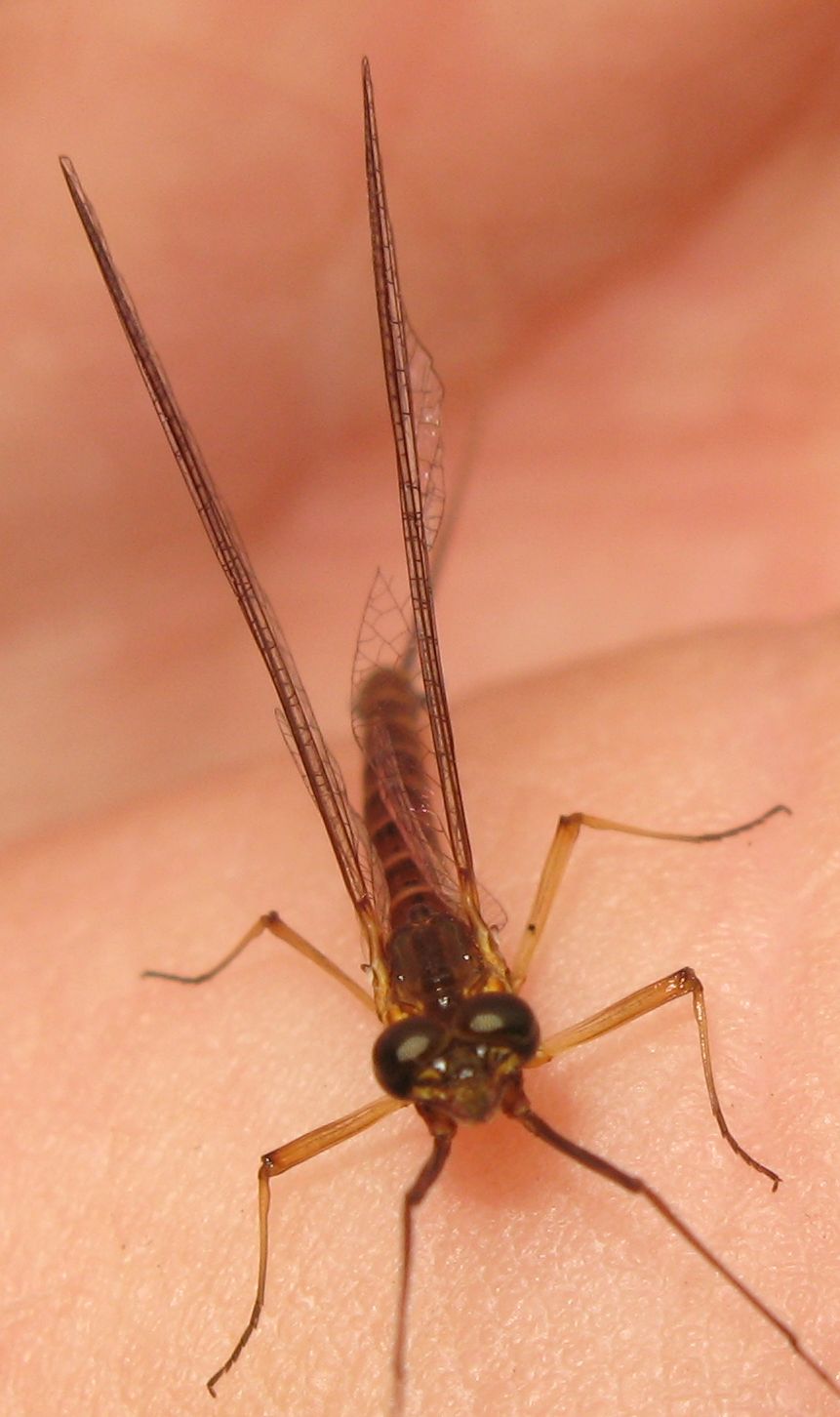 Maschi di Ecdyonurus sp. in Val di Fiemme