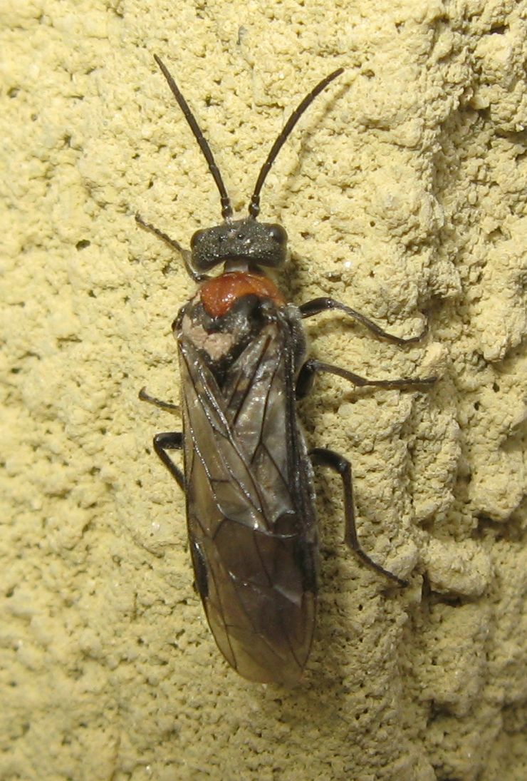 Dolerus sanguinicollis ?