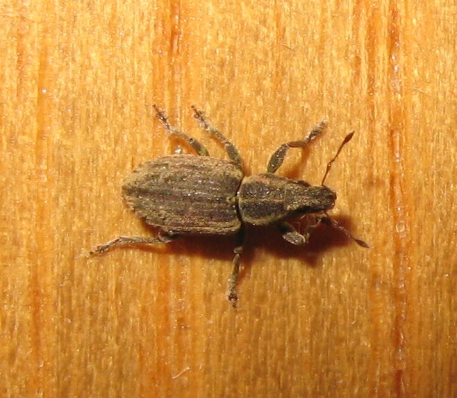 Sitona humeralis? no, S. discoideus