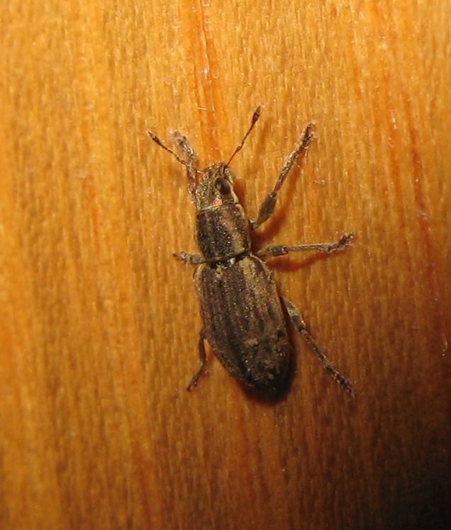Sitona humeralis? no, S. discoideus