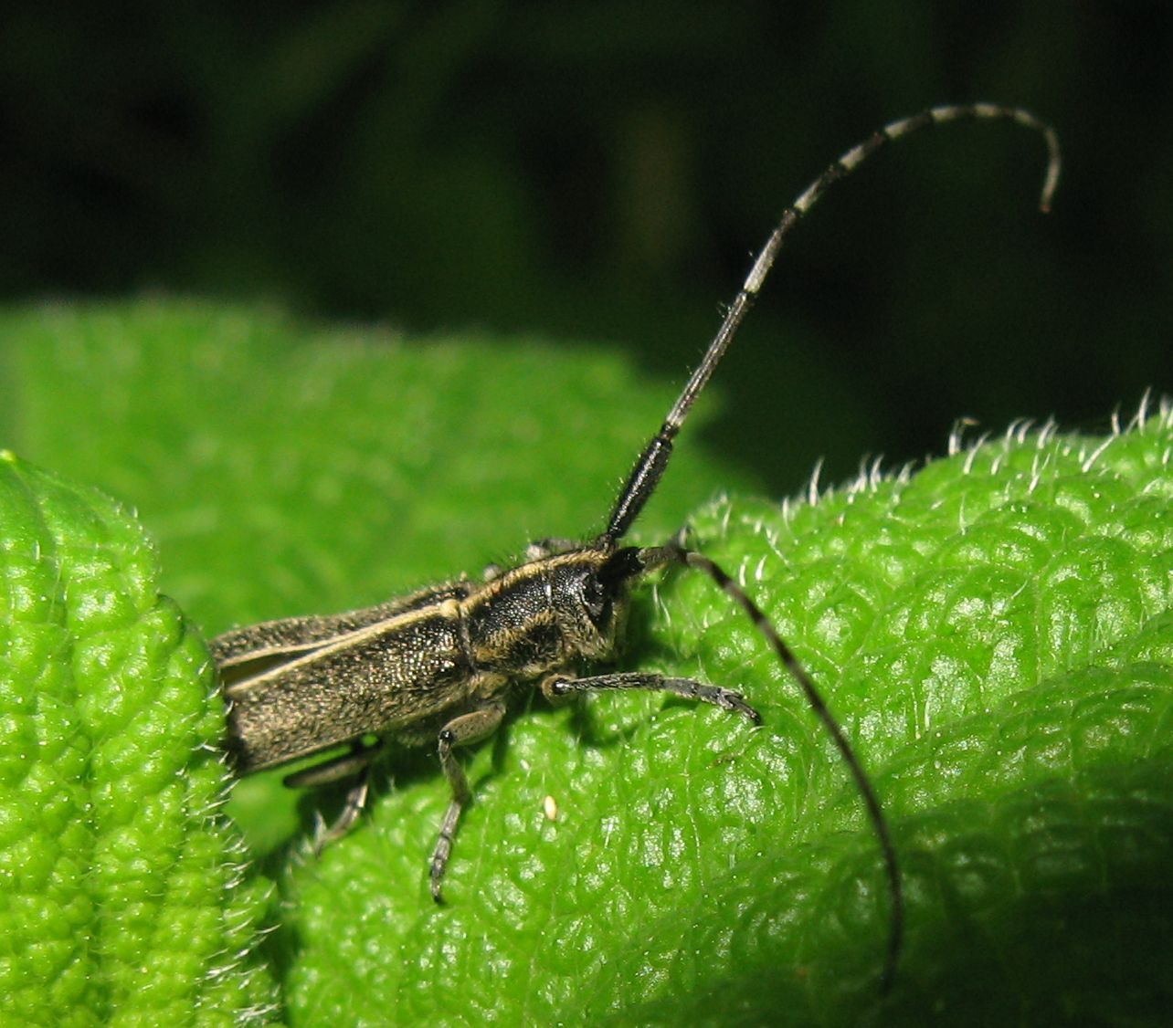 Agapanthia suturalis ? No, A. cardui