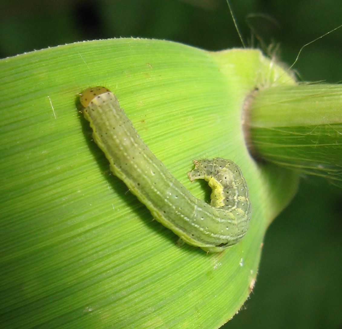 Piccolo bruco da identificare - Cfr. Orthosia sp.