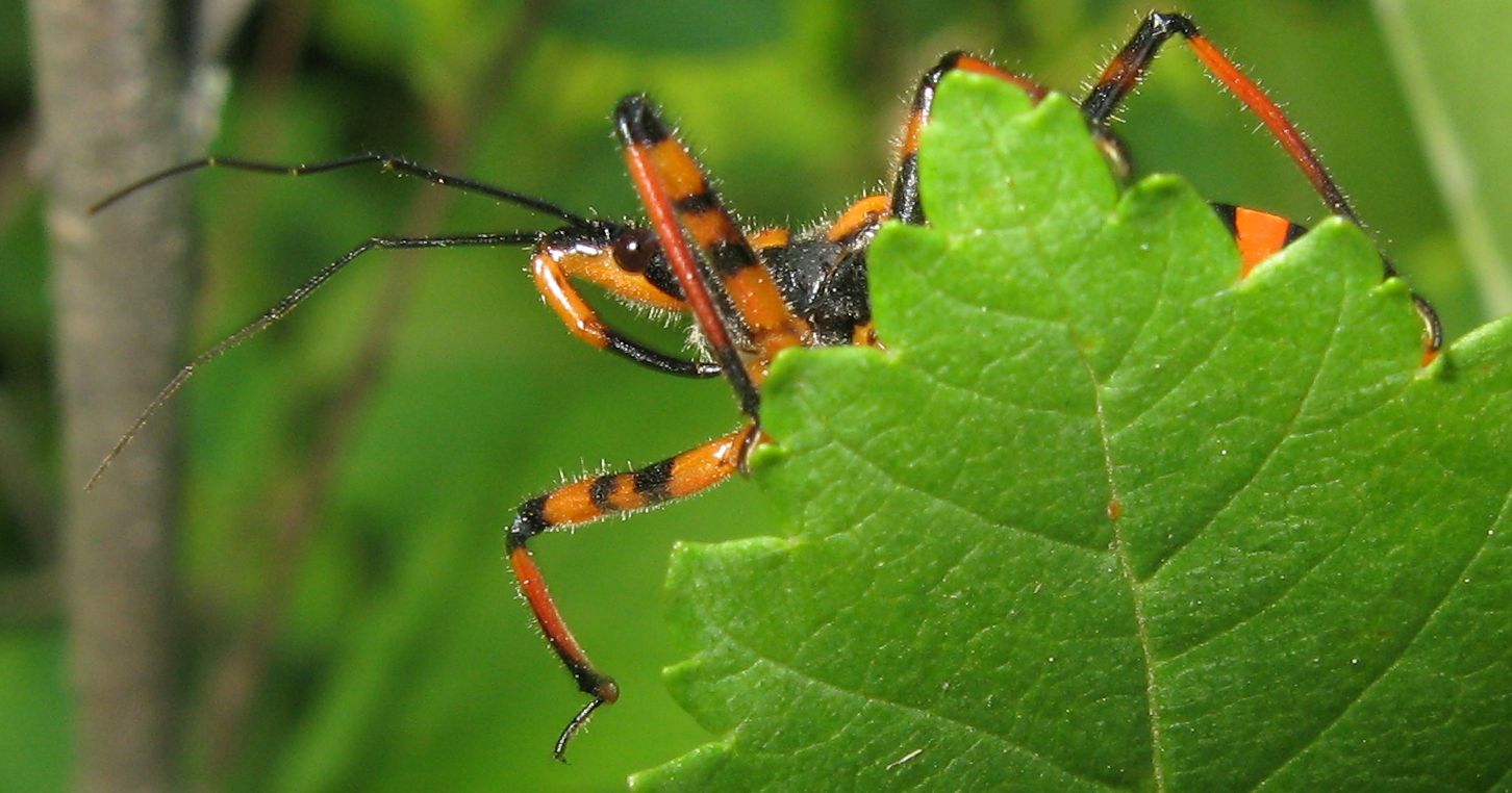 Reduviidae: Rhynocoris cf iracundus dell''Emilia (BO)