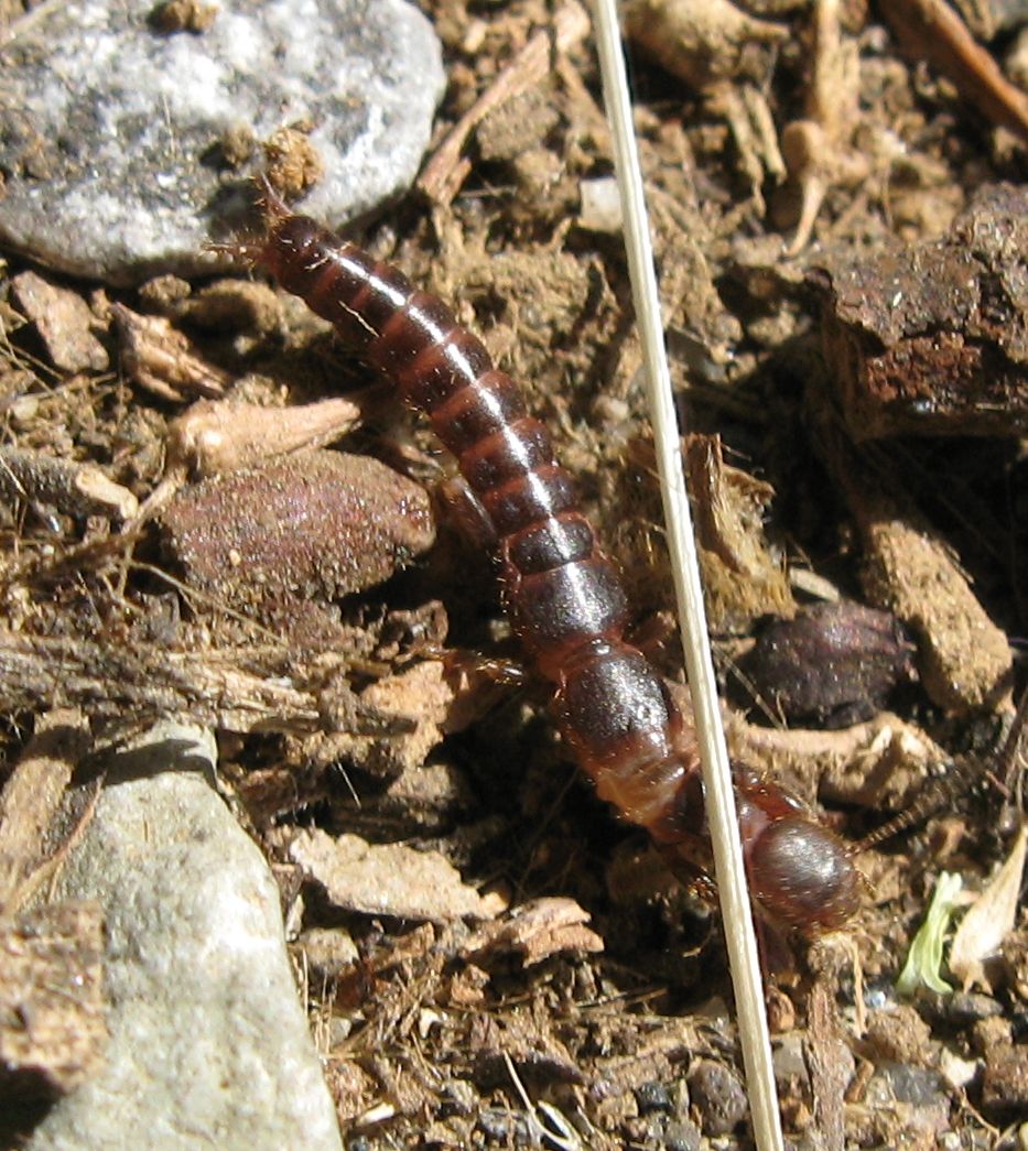 Il mio primo embiottero:  Haploembia solieri