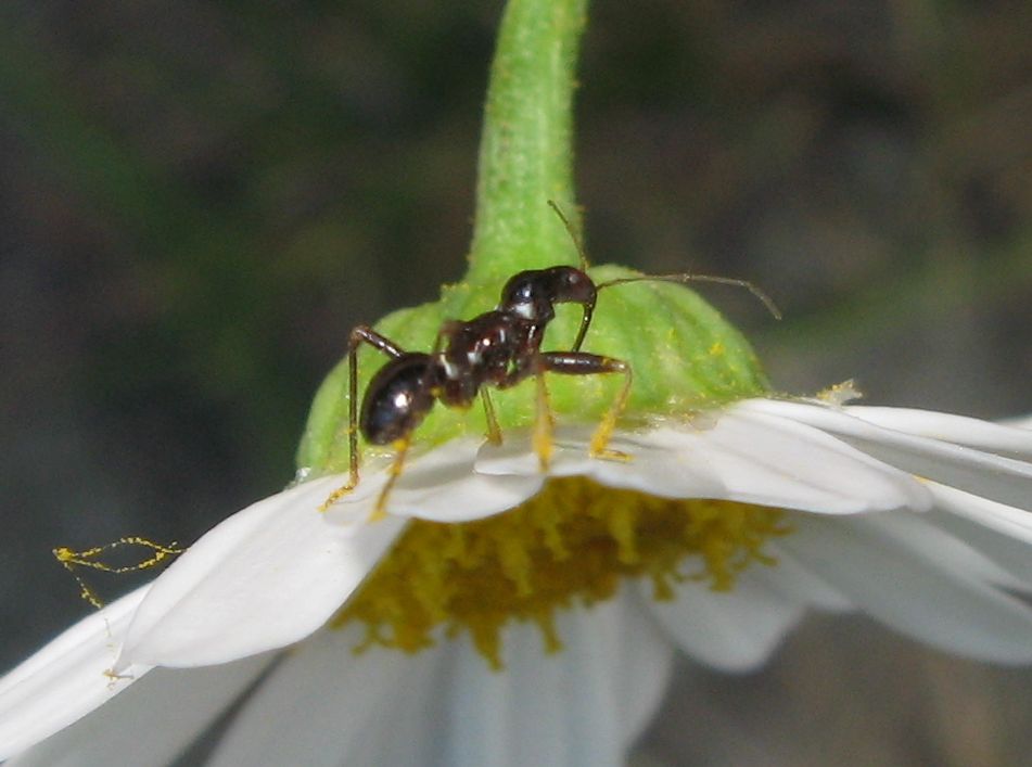 Ninfa di Himacerus mirmicoides