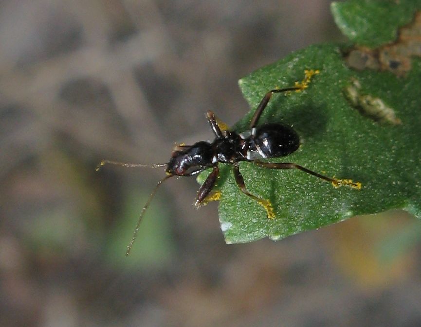 Ninfa di Himacerus mirmicoides