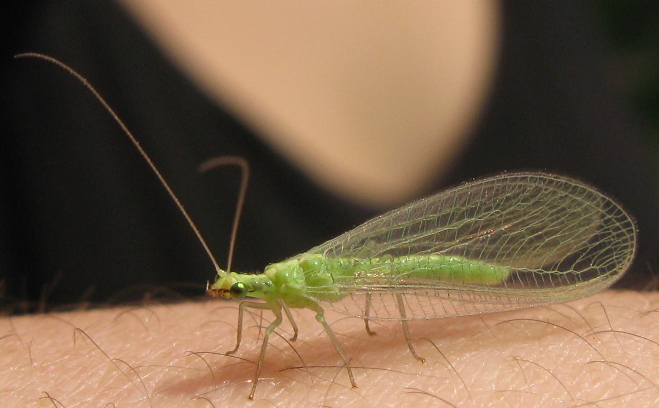 Chrysoperla pallida (Chrysopidae)