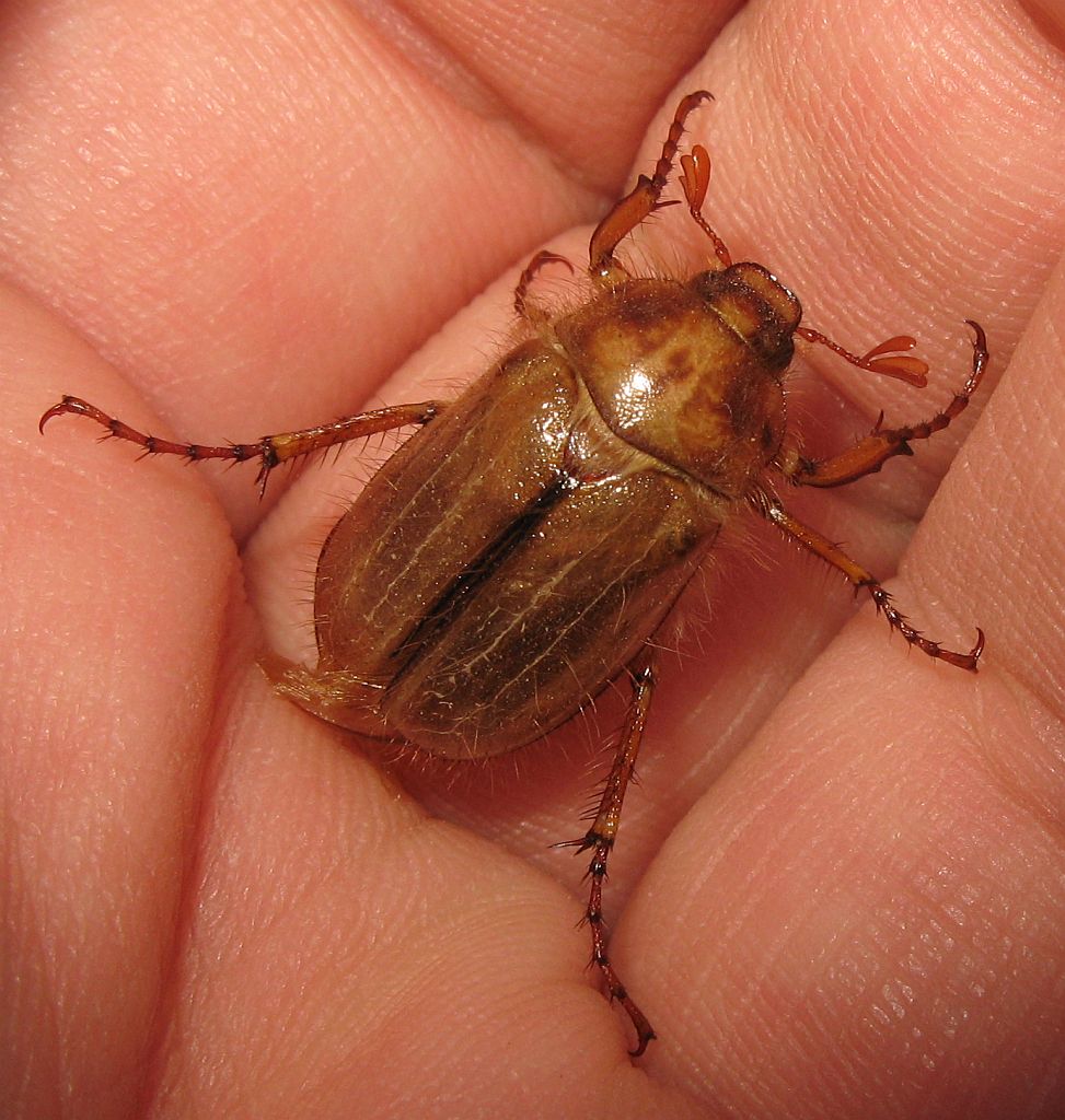 Melolonthidae:  Rhizotrogus sp. ?  No, Amphimallon cfr.solstitiale