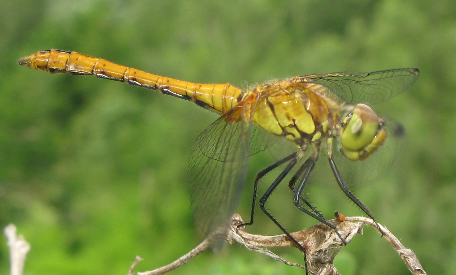 Sympetrum sanguineum,  maschio immatuto