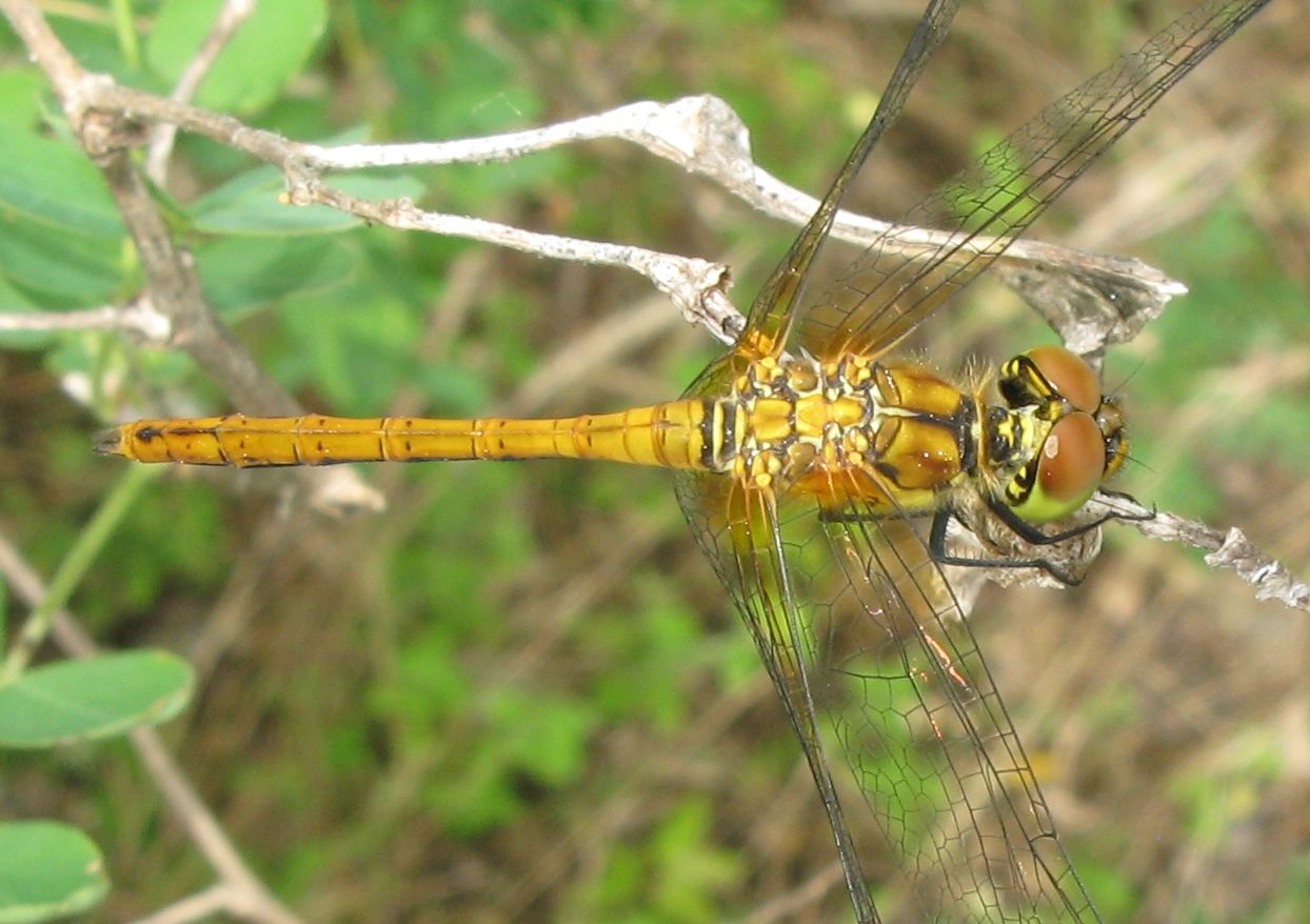 Sympetrum sanguineum,  maschio immatuto