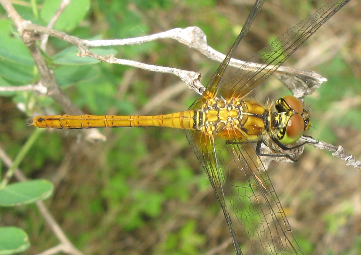 Sympetrum sanguineum,  maschio immatuto