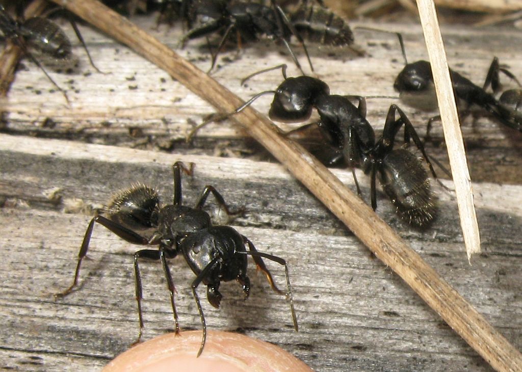 Camponotus vagus