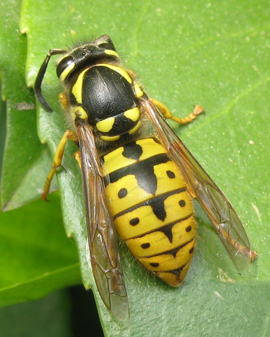 Polistes? No, Vespula germanica, Vespidae