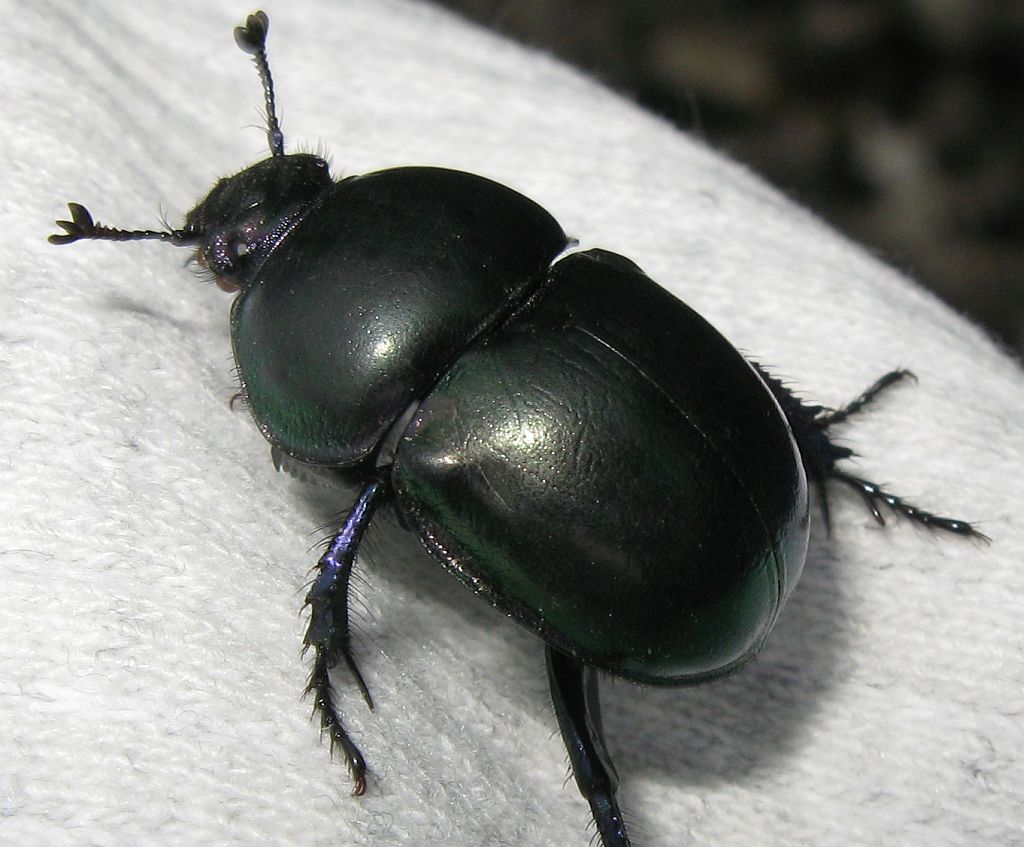 Trypocopris pyrenaeus, Geotrupidae