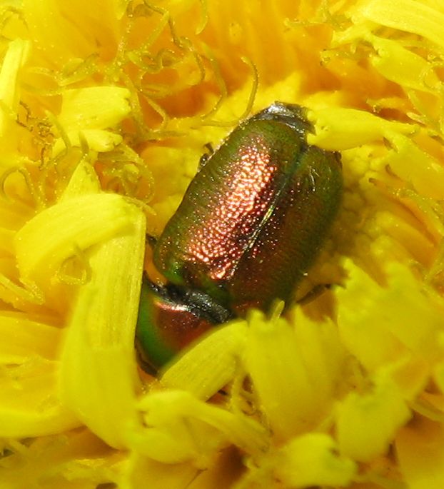 Cryptocephalus cfr. samniticus