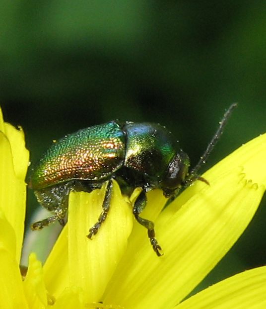 Cryptocephalus cfr. samniticus