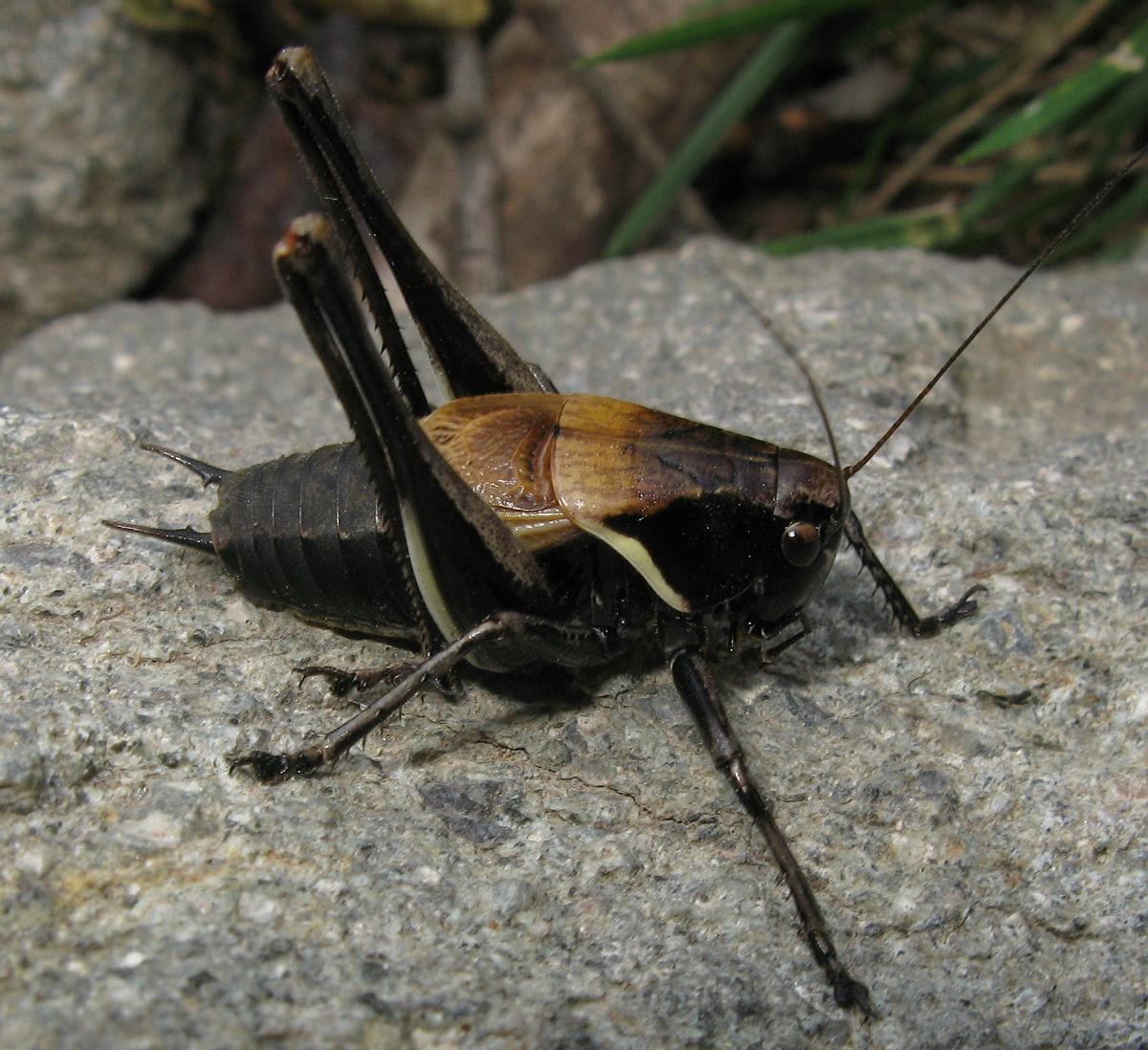 Dal Trentino - Pholidoptera aptera