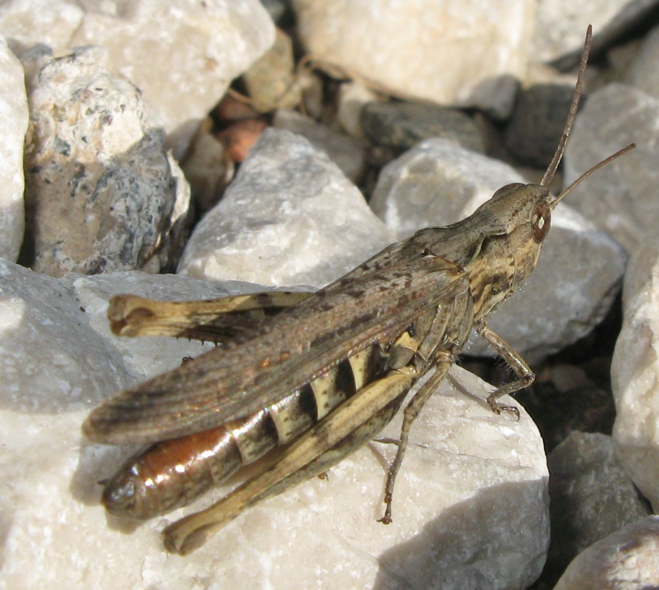 Chortippus sp.