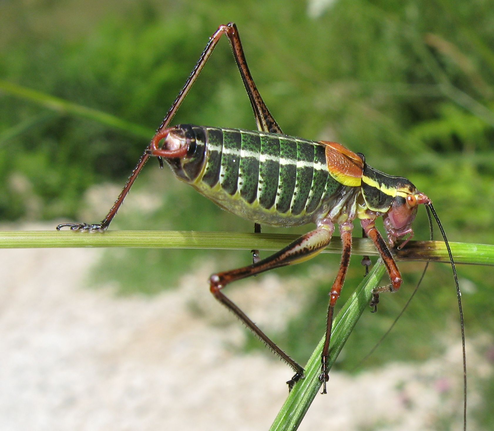 Barbitistes alpinus?