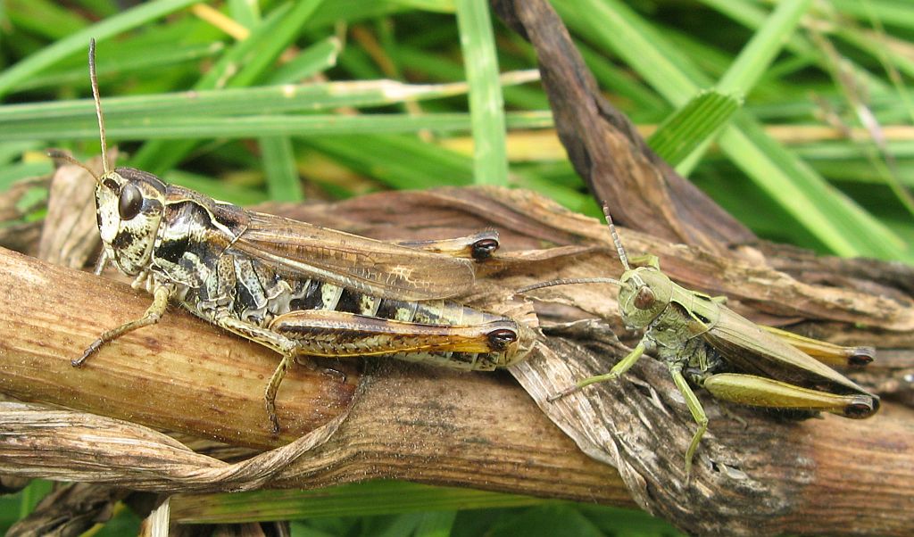 Due cavallette alpine