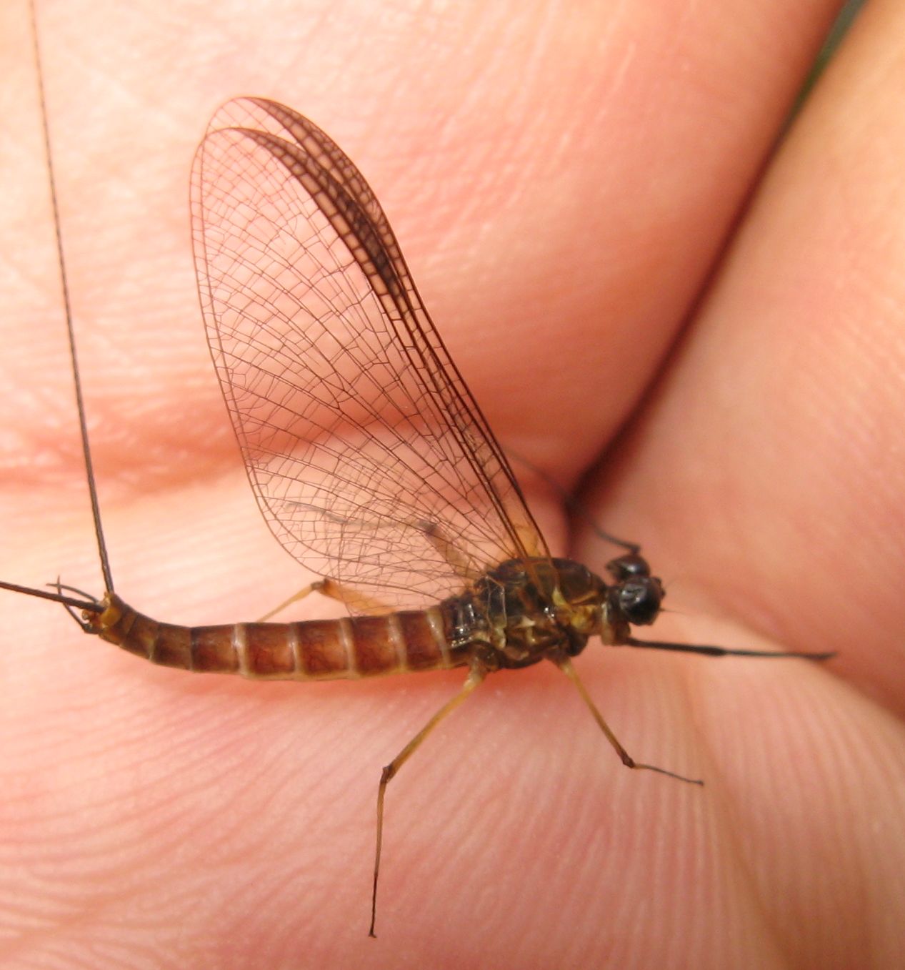 Maschi di Ecdyonurus sp. in Val di Fiemme