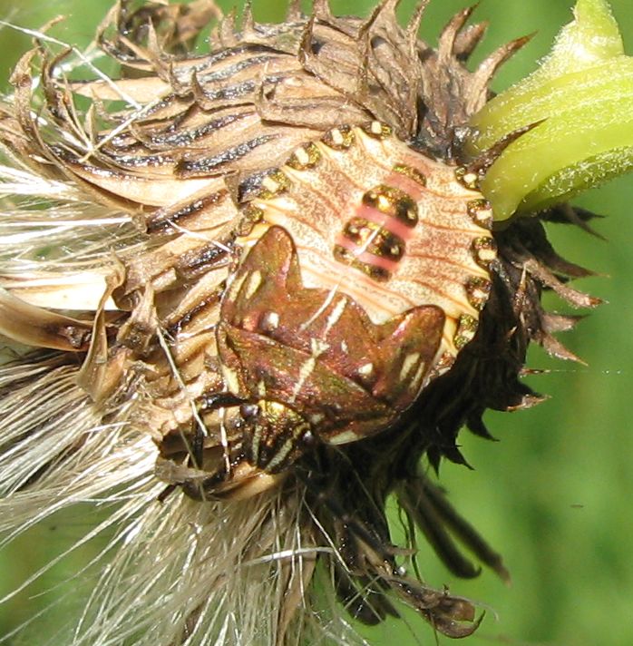 Pentatomidae: Rubiconia intermedia del Trentino (TN)