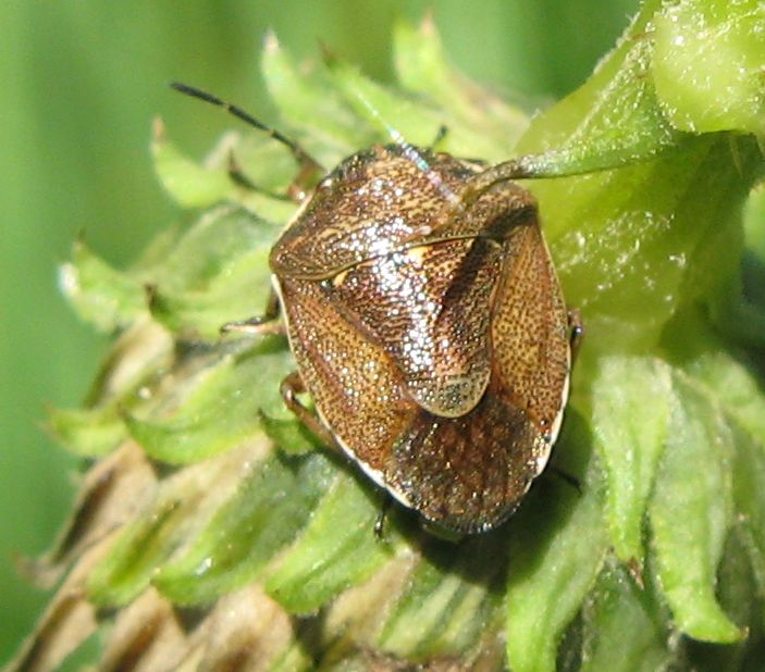 Pentatomidae: Rubiconia intermedia del Trentino (TN)