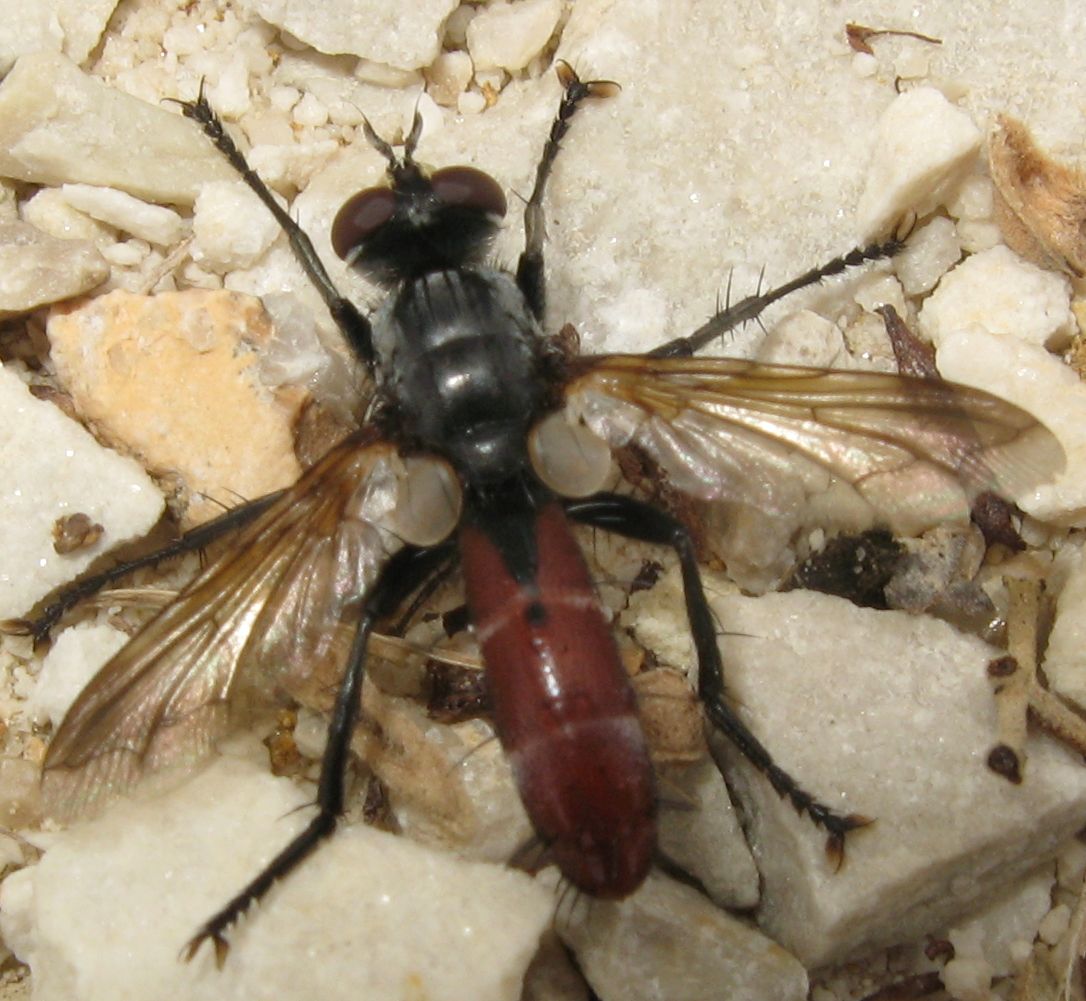 Cylindromyia sp. ? Si!