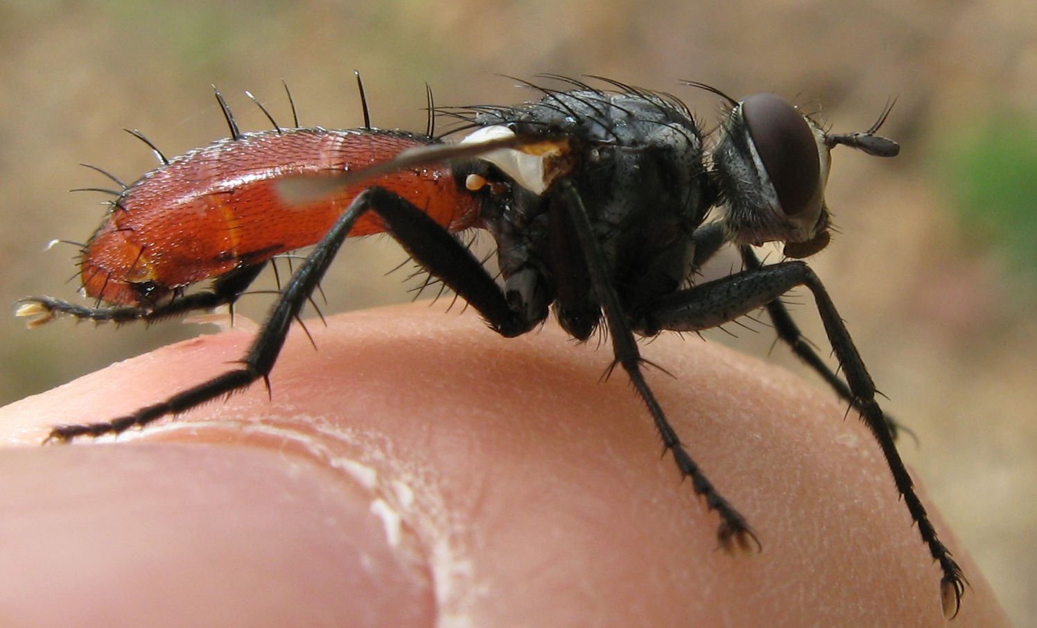 Cylindromyia sp. ? Si!