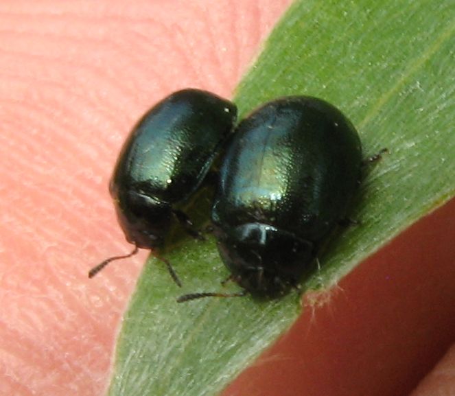 Plagiodera versicolora, Chrysomelidae