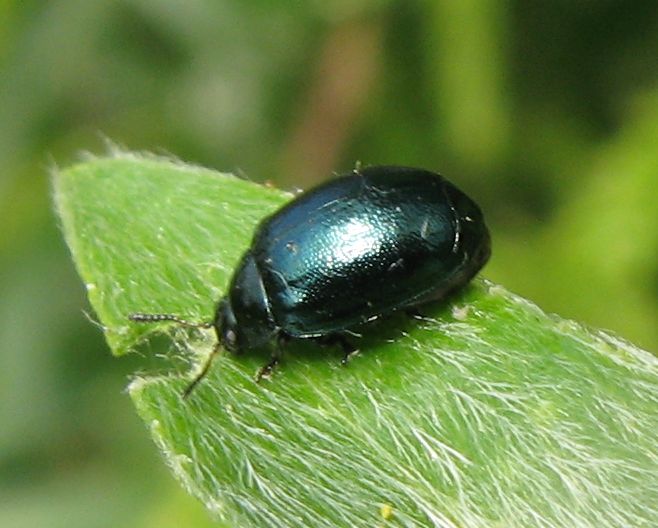 Plagiodera versicolora, Chrysomelidae