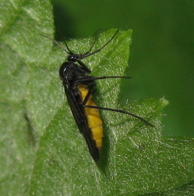 Sciara sp. (Sciaridae)