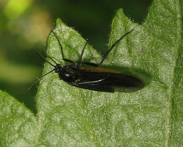 Sciara sp. (Sciaridae)