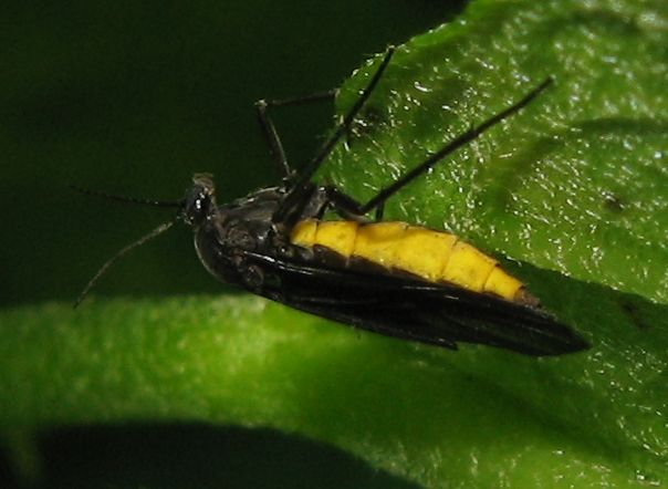 Sciara sp. (Sciaridae)