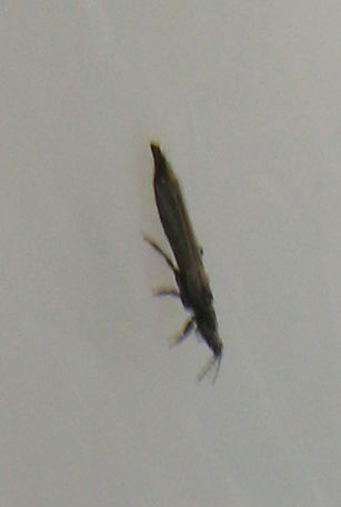 Limothrips cerealium (Thripidae), femmina