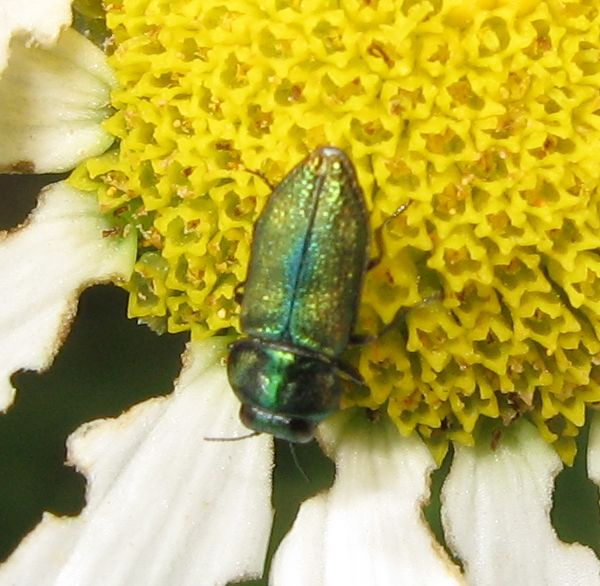 Anthaxia podolica ? no, A. fulgurans