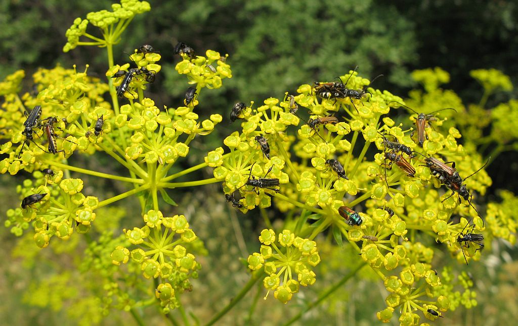 Il giallo piace!