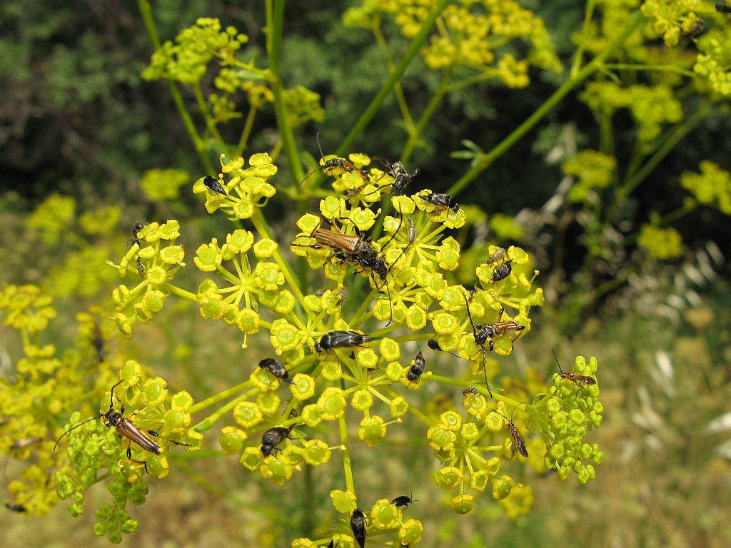 Il giallo piace!