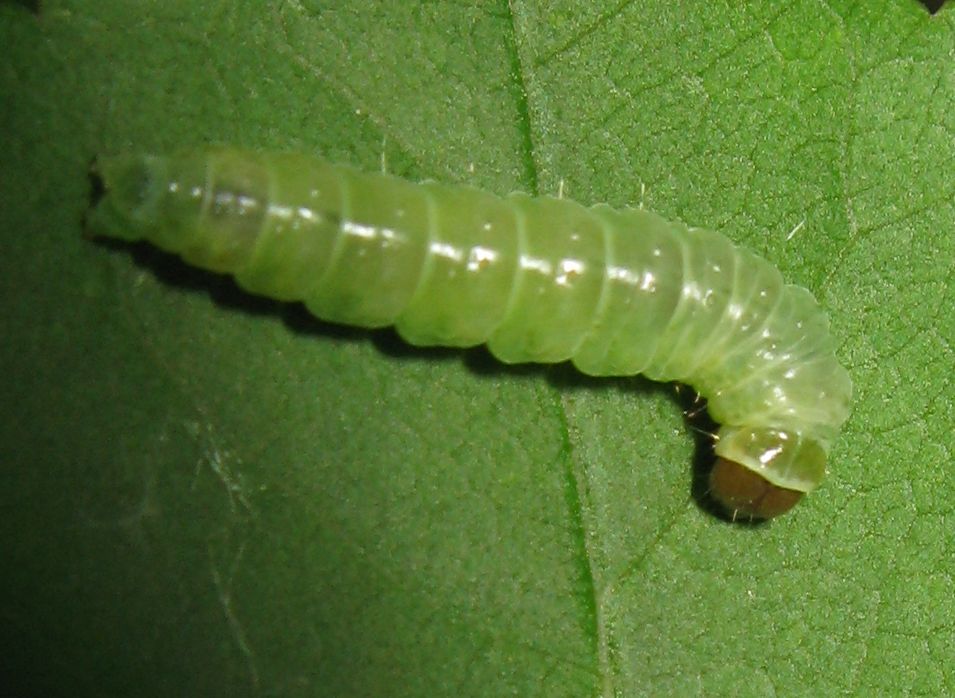 Bruchi appesi ad un filo - Cfr Tortricidae