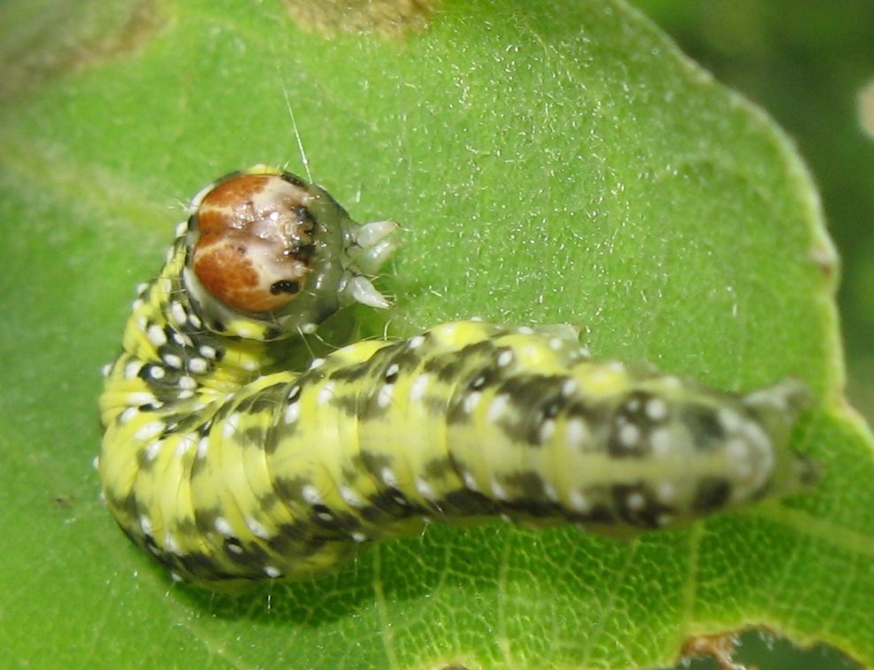 Bruco di Geometridae? - Drepanidae: Polyploca ridens