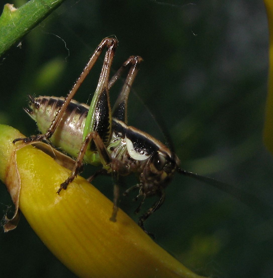 Eupholidoptera sp. (cfr.)  (Tettigoniidae)