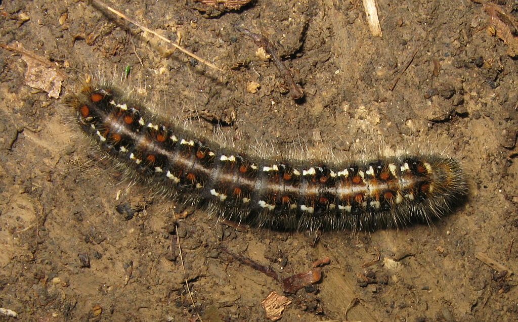 Bruco di Lasiocampidae: Trichiura (Trichiura) crataegi