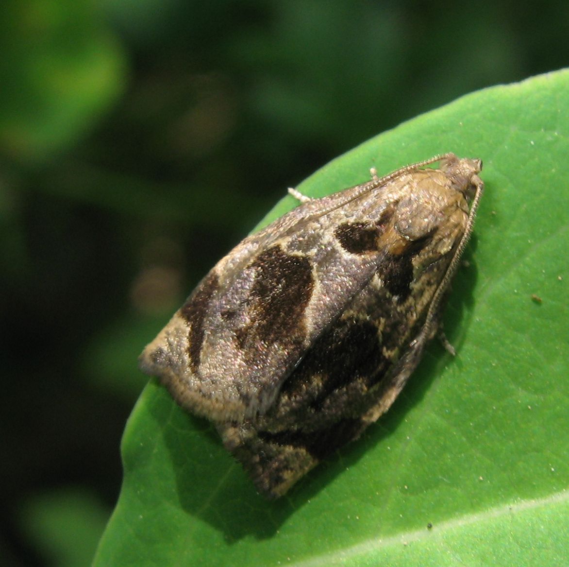 Archips crataegana, Tortricidae