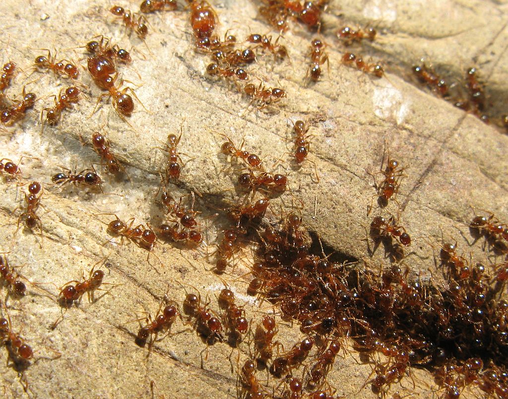 Formicidae: Pheidole pallidula