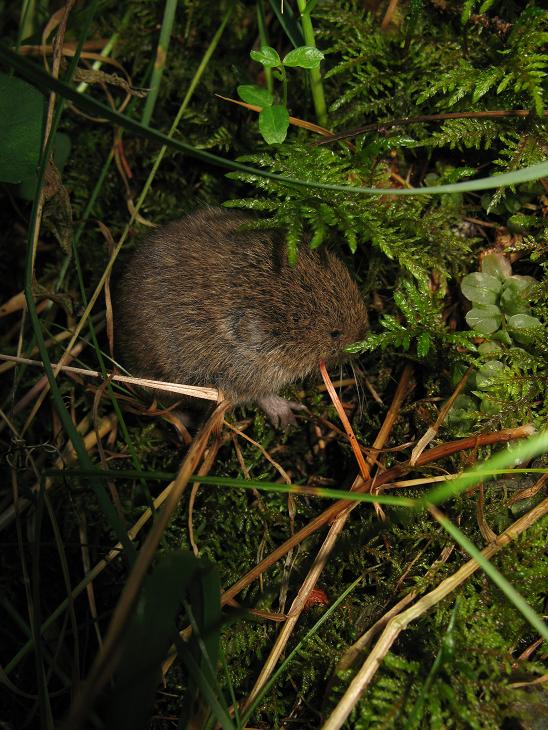Microtus sp. (M. liechtensteini o M. subterraneus)