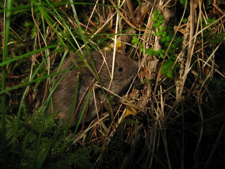 Microtus sp. (M. liechtensteini o M. subterraneus)